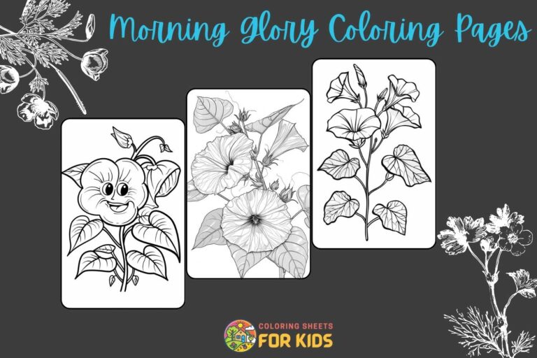 Morning Glory Coloring Pages