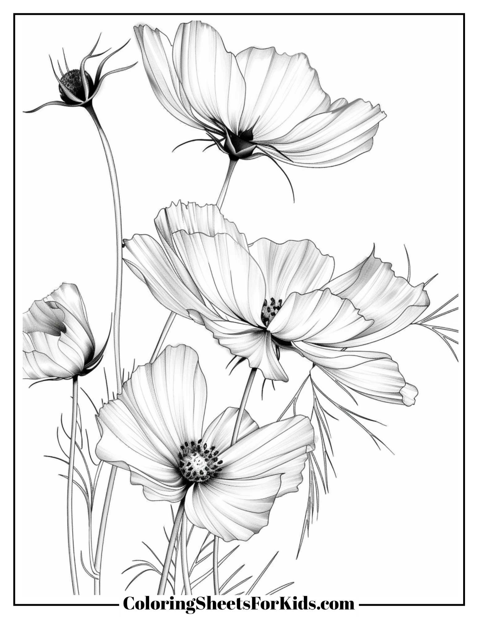 Cosmos Flower Coloring Pages (Free Printable) - Coloring Sheets For Kids